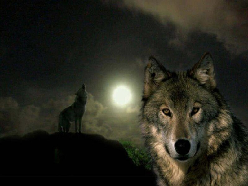 Wolf Howling at Moon — Gray, Dramatic, Night, Digital Art, Clouds