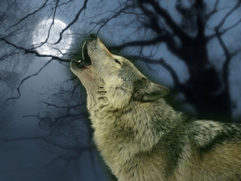 Wolf Howling at Moon — Gray, Dramatic, Night, Digital Art
