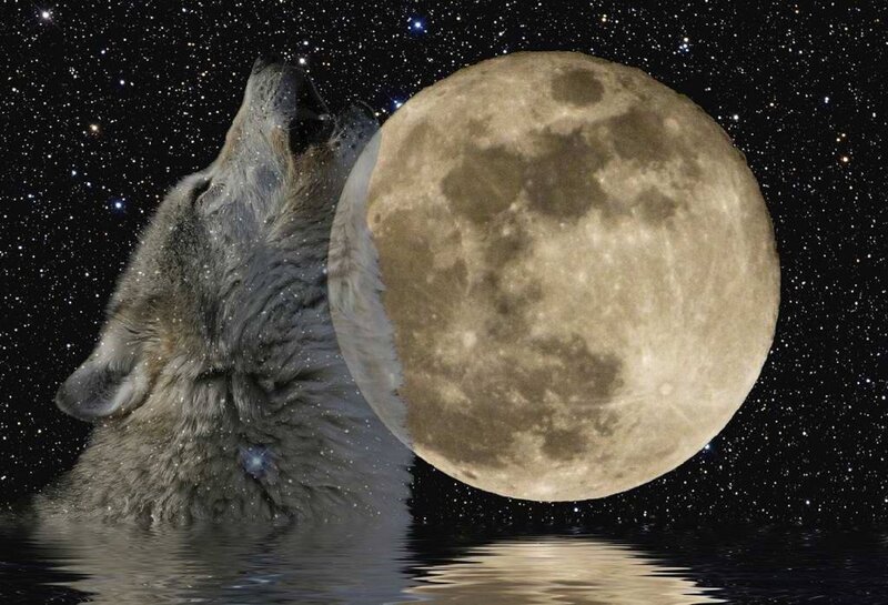 Wolf Howling at Moon — Gray, Dramatic, Night, Photograph
