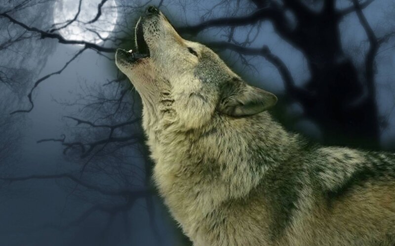Wolf Howling at Moon — Gray, Dramatic, Night, Photograph, Trees