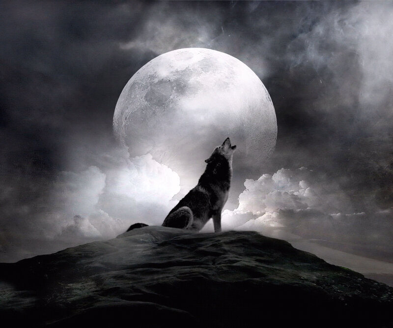Wolf Howling at Moon — Gray, Dramatic, Night