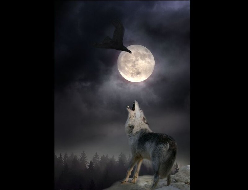 Wolf Howling at Moon — Gray