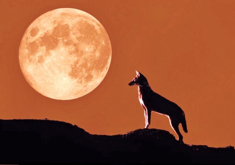 Wolf Howling at Moon — Orange