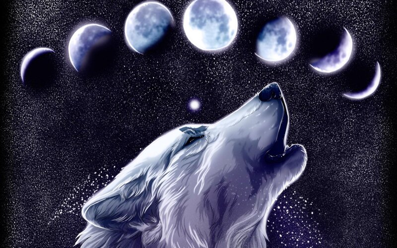 wolf howling at moon phases