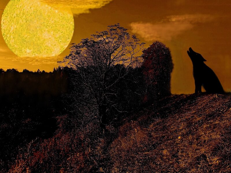 Wolf Howling at Moon — Yellow