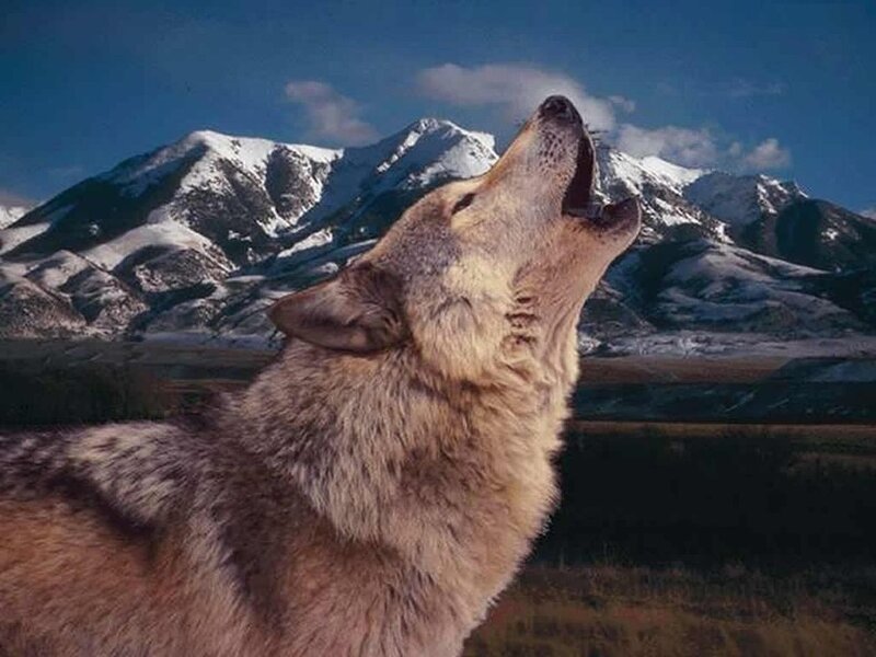Wolf Howling at Mountains