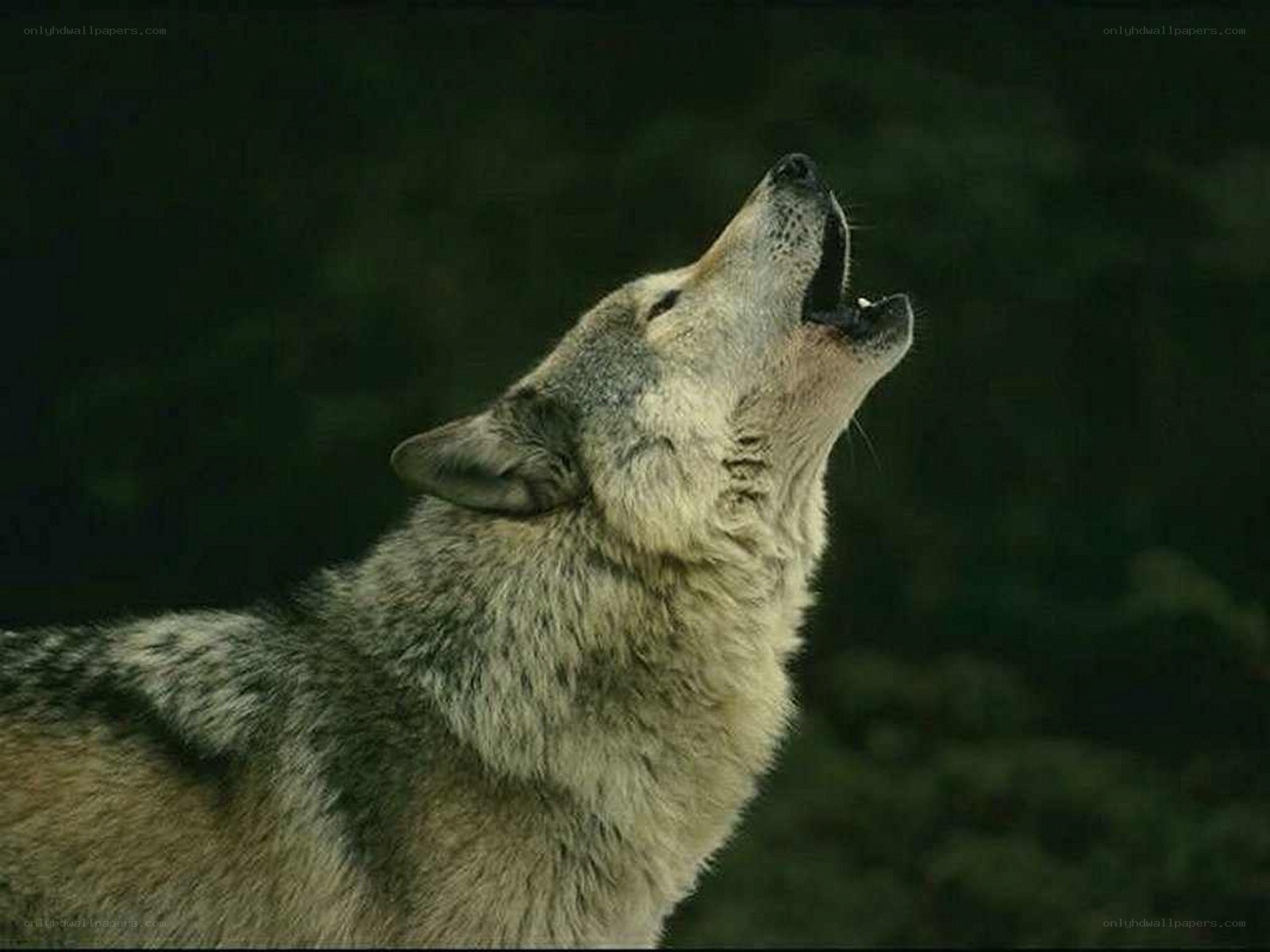 wolf howling at night