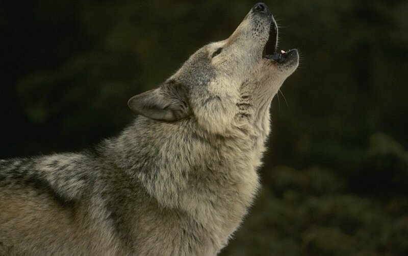 wolf howling at night
