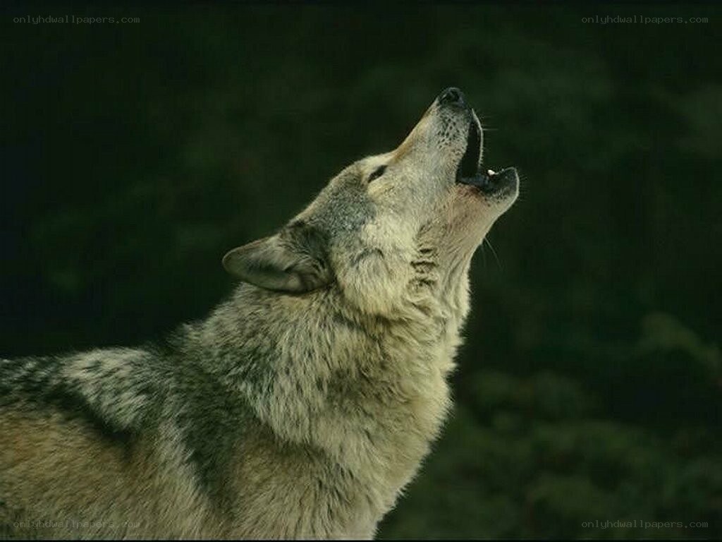 wolf howling at night
