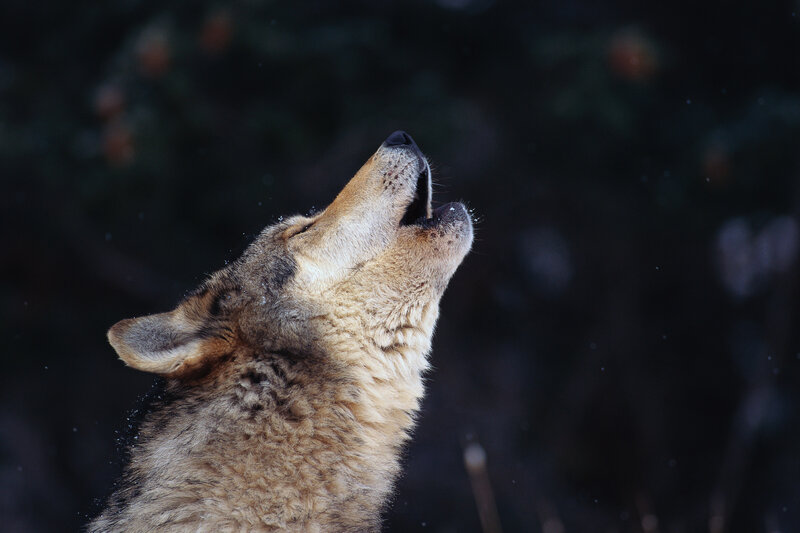 wolf howling at night