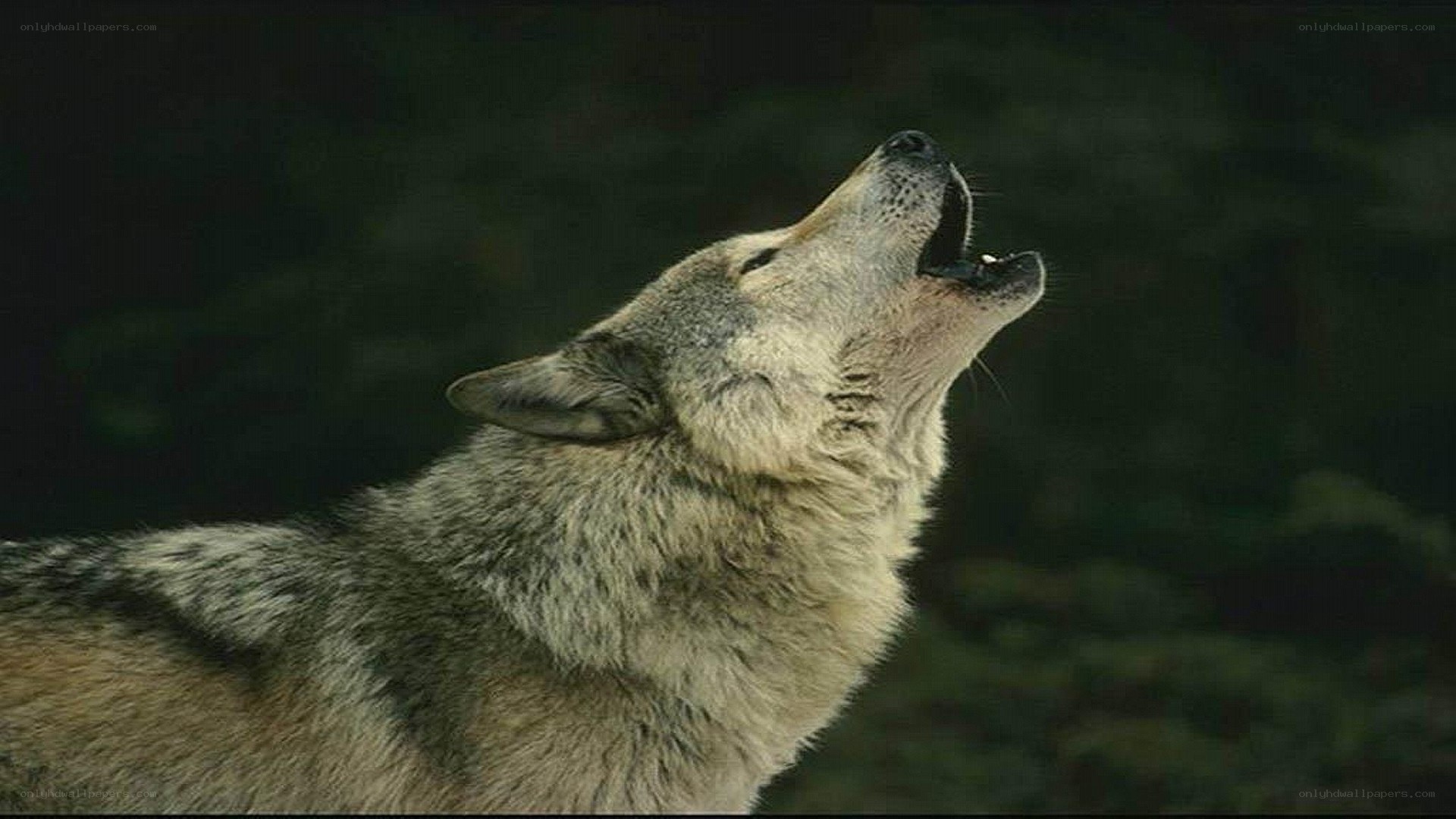 wolf howling at night