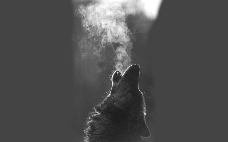 Wolf Howling at Night — Black, Dramatic, Photograph, Smoke