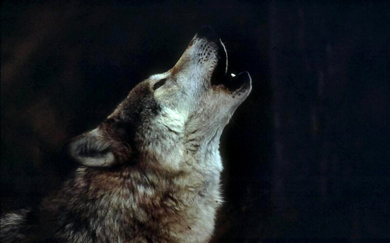 Wolf Howling at Night — Black, Dramatic, Photograph