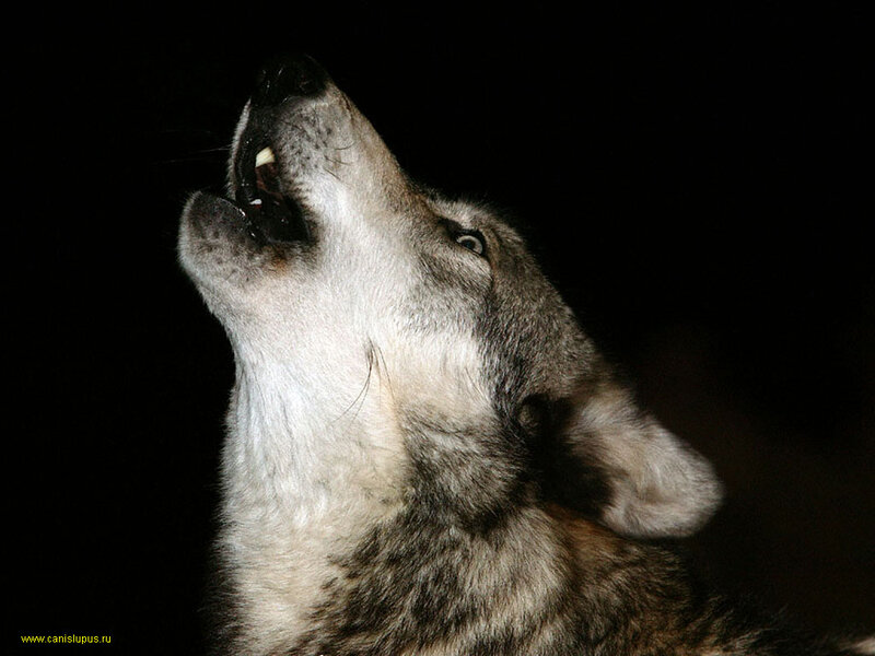 Wolf Howling at Night — Black, Dramatic
