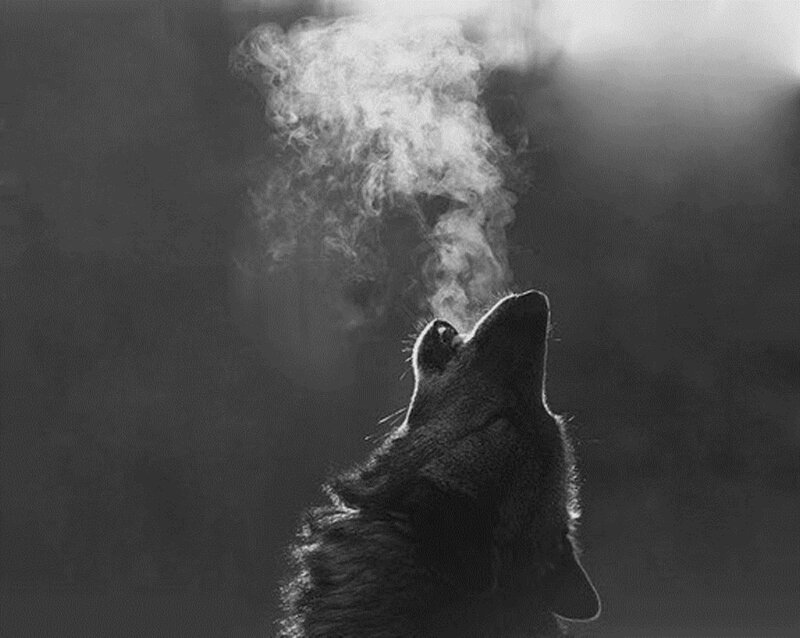Wolf Howling at Night — Black