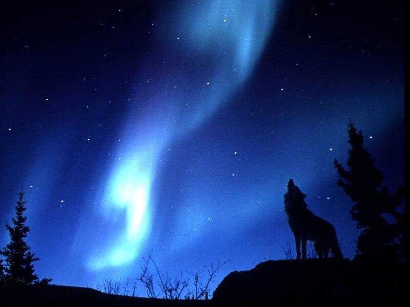 Wolf Howling at Night — Blue, Dramatic, Photograph
