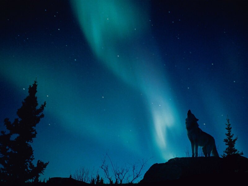 Wolf Howling at Night — Blue, Dramatic