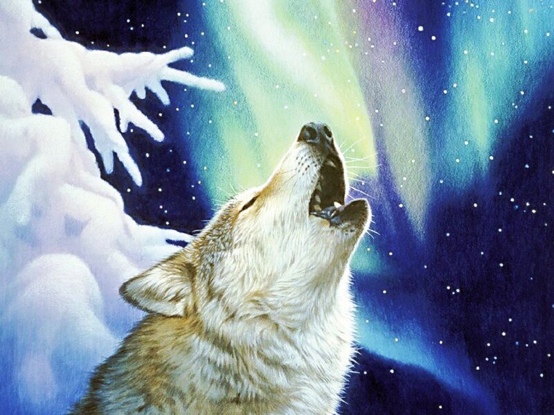Wolf Howling at Night — Blue, Serene