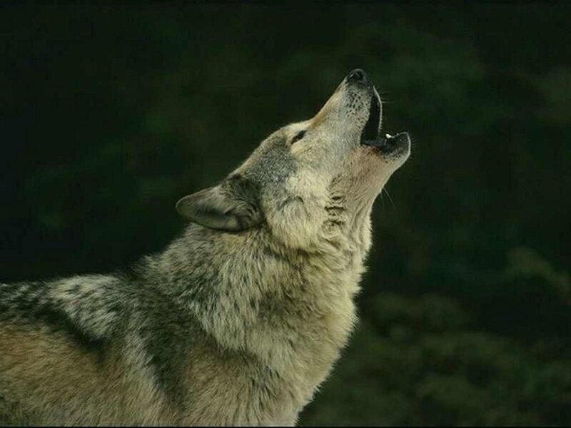 Wolf Howling at Night — Gray, Black