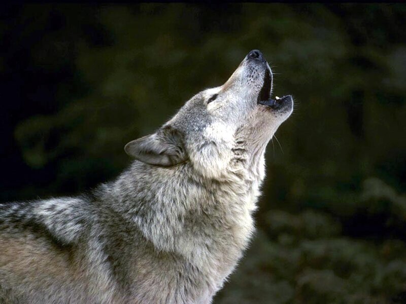 Wolf Howling at Night — Gray, Dramatic, Photograph