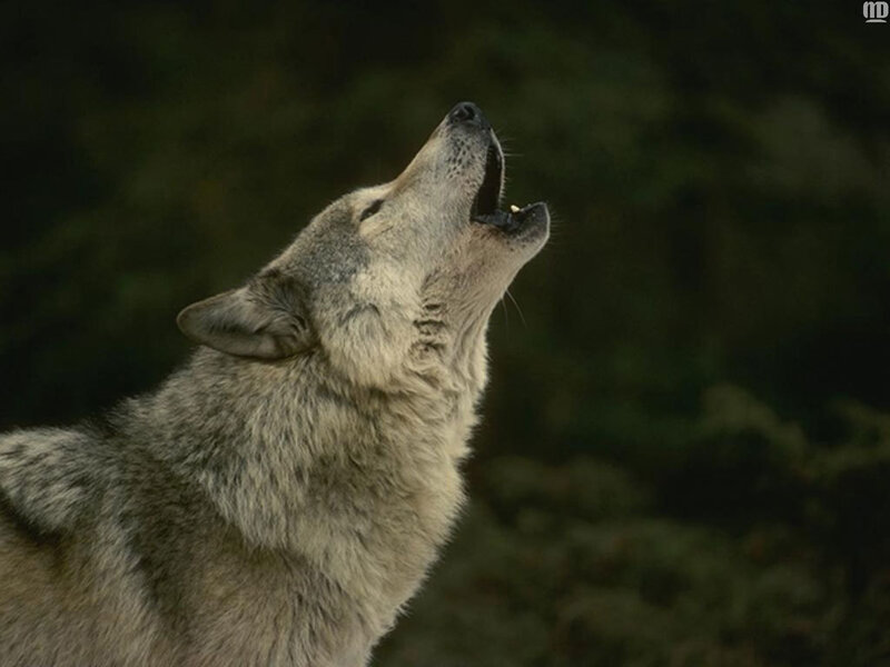 Wolf Howling at Night — Gray, Dramatic