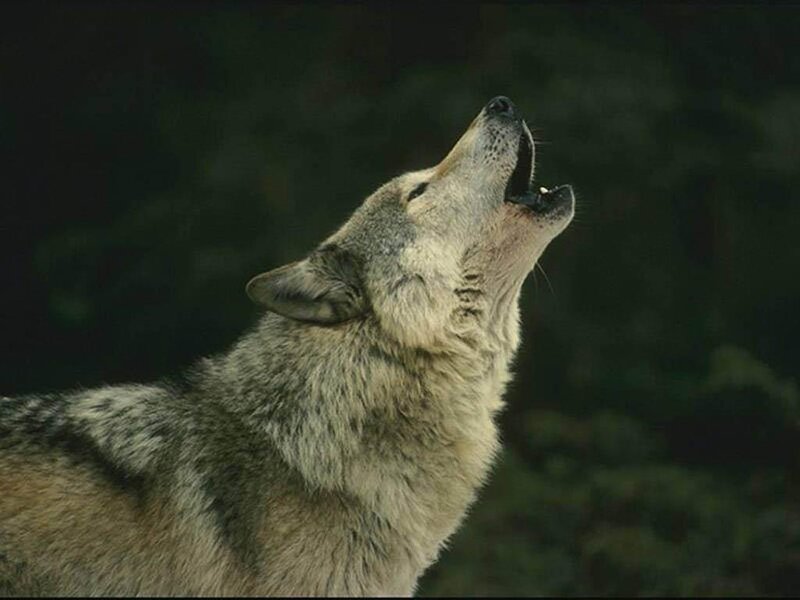 Wolf Howling at Night — Gray, Photograph
