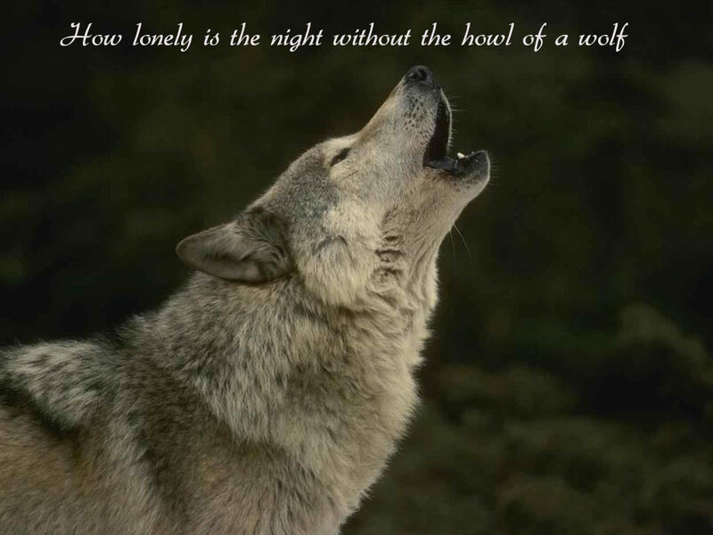 Wolf Howling at Night — Gray