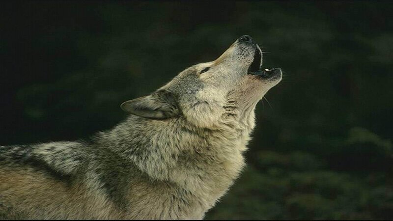 Wolf Howling at Night — Photograph