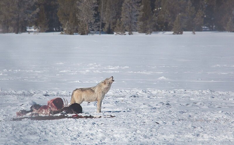 Wolf Howling at Prey