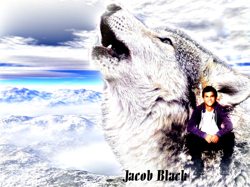 Wolf Howling at Sky