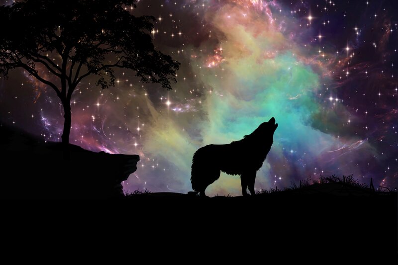 Wolf howling at starry sky