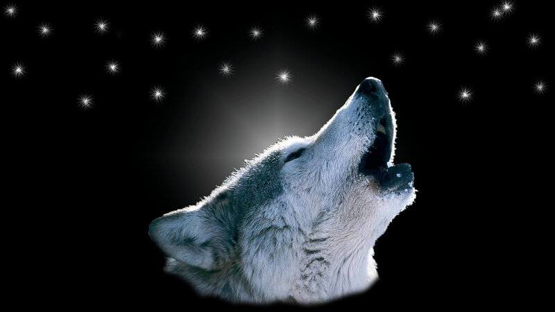 wolf howling at stars