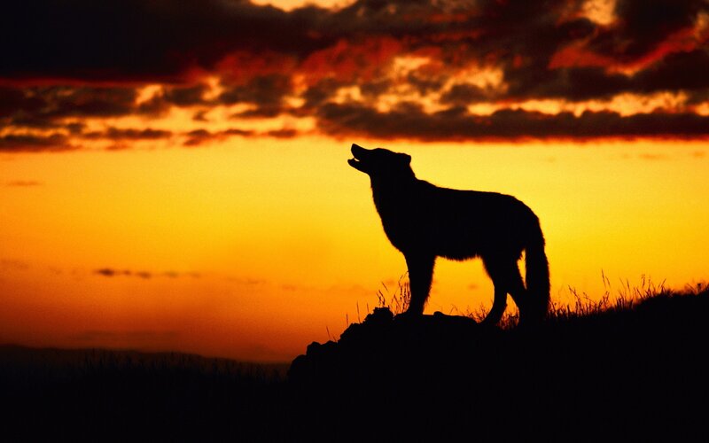wolf howling at sunset