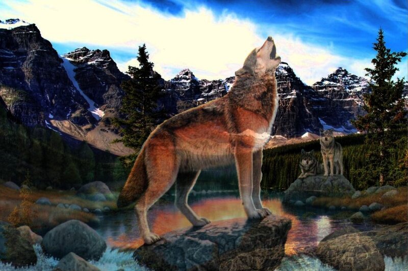 Wolf Howling at Sunset — Blue