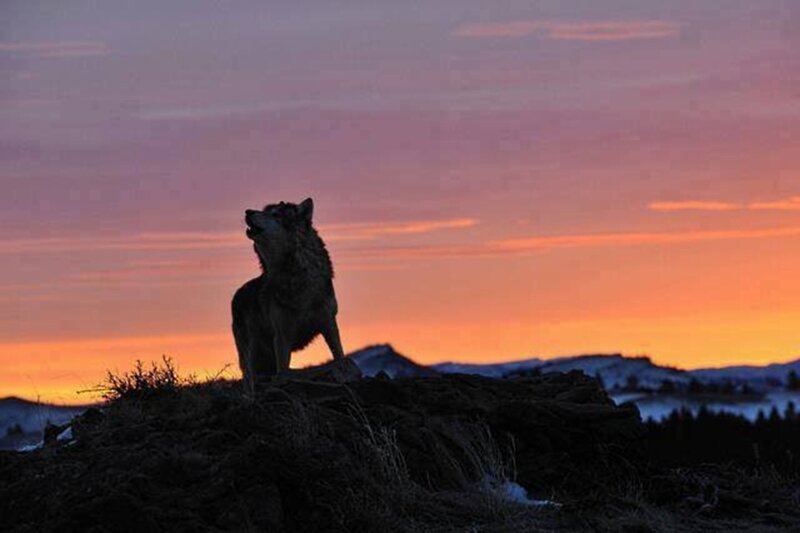 Wolf Howling at Sunset — Orange, Dramatic, Photograph, Mountain