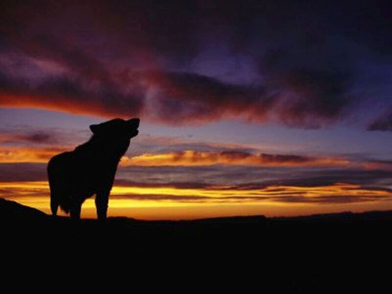 Wolf Howling at Sunset — Orange, Dramatic, Photograph, Sky, Clouds