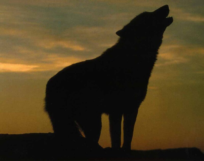 Wolf Howling at Sunset — Orange, Dramatic, Photograph, Sky