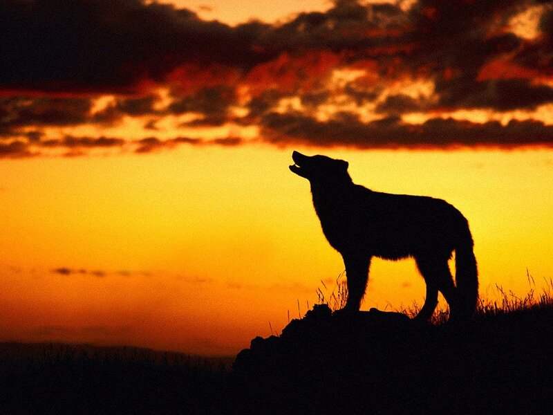 Wolf Howling at Sunset — Orange, Dramatic, Photograph