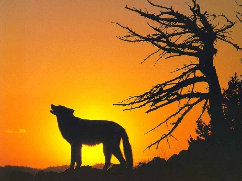 Wolf Howling at Sunset — Orange, Dramatic, Photograph, Tree