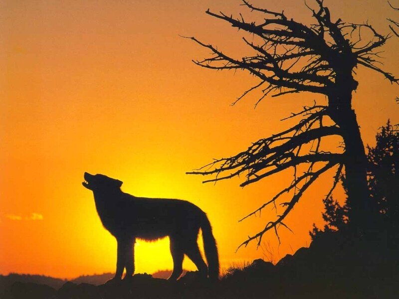 Wolf Howling at Sunset — Orange, Dramatic