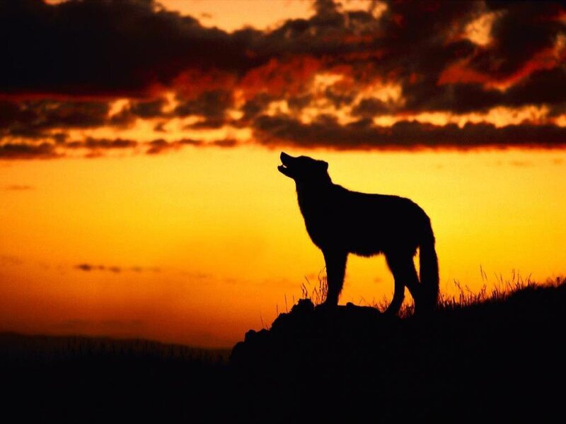 Wolf Howling at Sunset — Orange