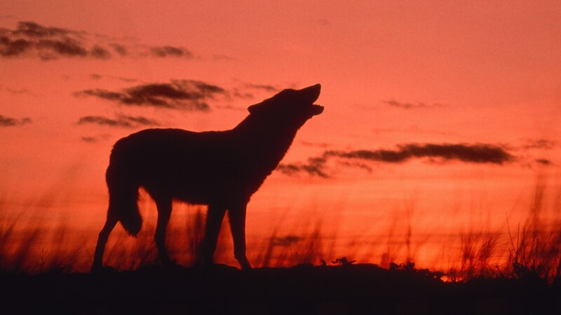 Wolf Howling at Sunset — Red, Dramatic, Photograph, Sky