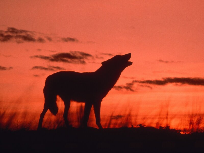 Wolf Howling at Sunset — Red, Dramatic, Photograph