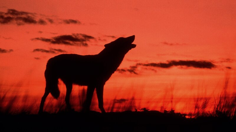 Wolf Howling at Sunset — Red