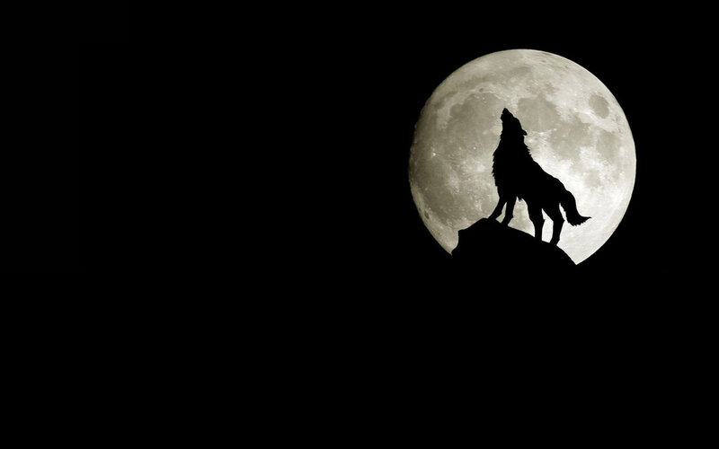 wolf howling at the moon