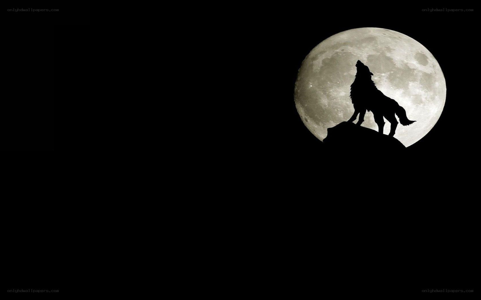 wolf howling at the moon