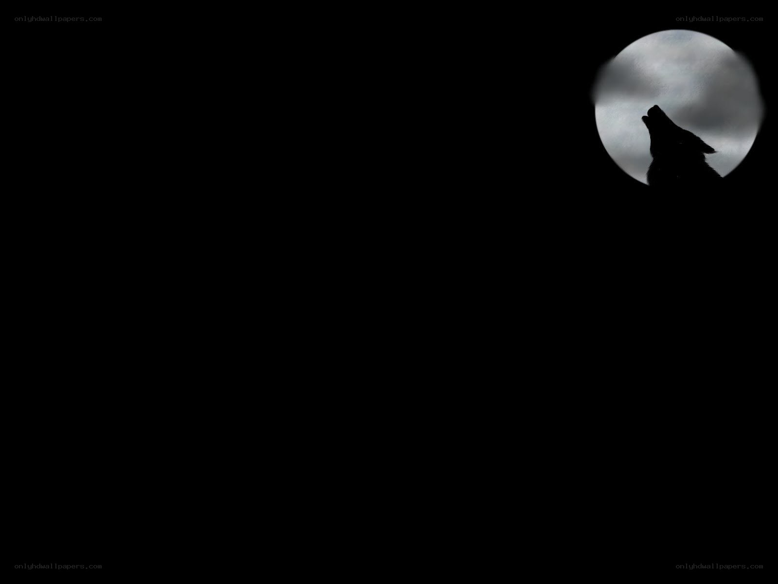 wolf howling at the moon