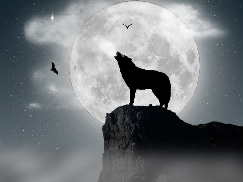 wolf howling at the moon