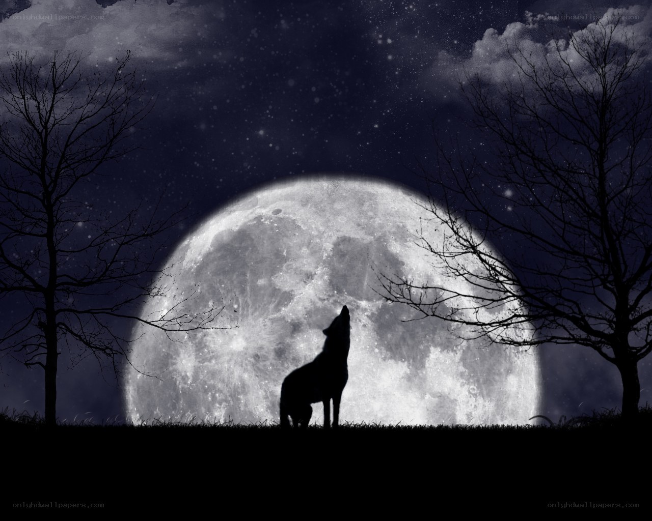 wolf howling at the moon
