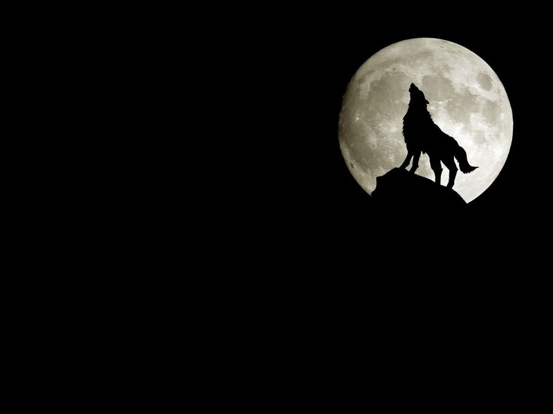 wolf howling at the moon